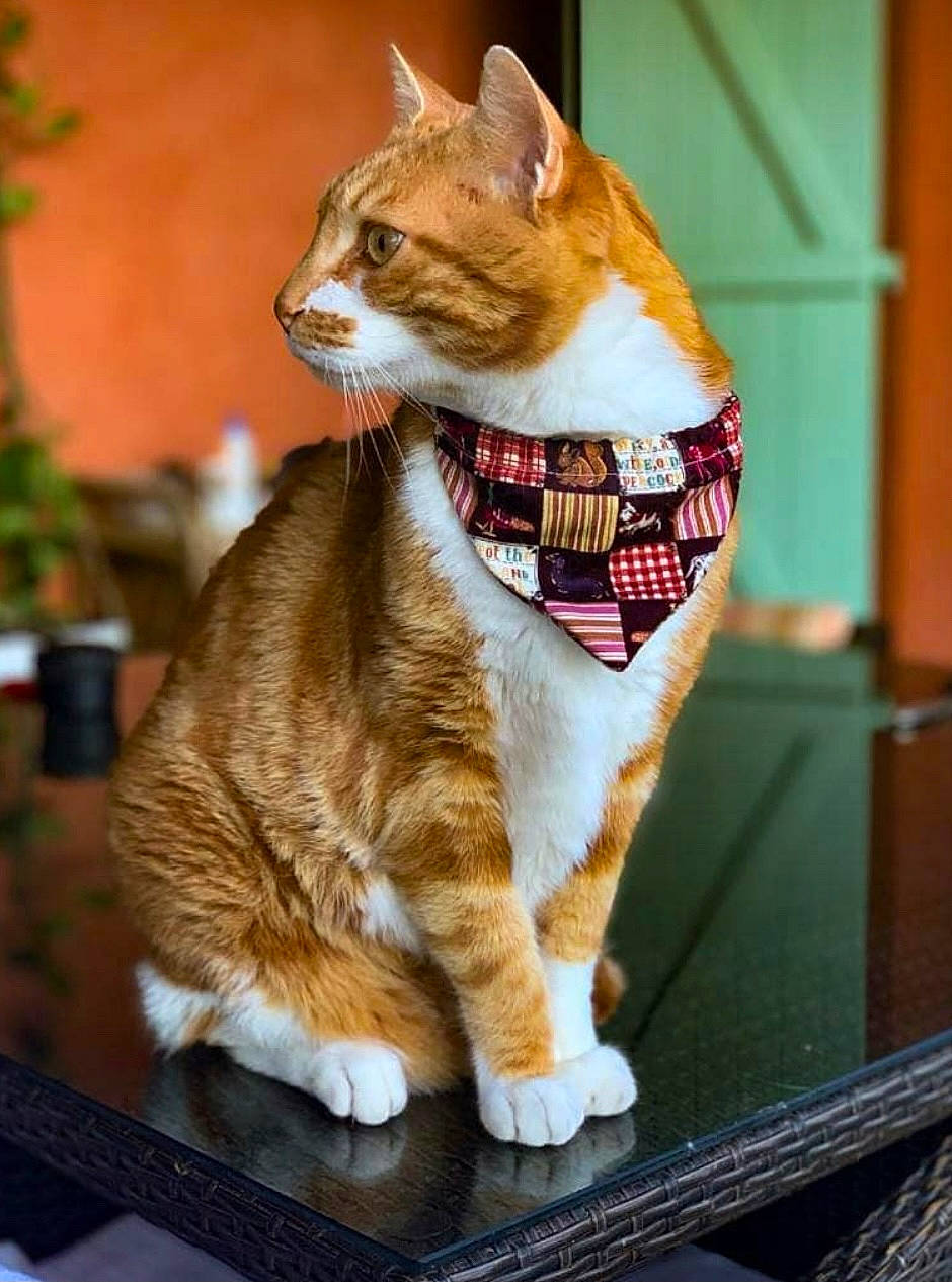 Moumou participe au concours pour gagner de l'argent avec cette photo : carnivore, cat, collar, domestic_short_haired_cat, fashion_accessory, fawn, felidae, flooring, fur, houseplant, ingredient, leash, paw, plant, sitting, small_to_medium_sized_cats, snout, tail, whiskers, wood