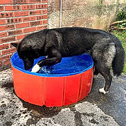 Vakira participe au concours pour gagner de l'argent avec cette photo : dog, black_dog, outdoor, water, pool, kiddie_pool, paw, curious, brick_wall, concrete, wet, splash, playful, pet, animal, canine, side_view, daylight, grass, nature