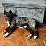 Vakira participe au concours pour gagner de l'argent avec cette photo : dog, puppy, lying_down, floor, wooden_floor, parquet, furniture, bench, gray, black, white, pet, indoor, animal, fur, paws, collar, relaxed, cute, canine