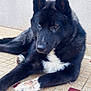 Vakira a rejoint le concours — aidez-le/la à gagner de superbes lots ! dog, animal, black_fur, white_fur, heterochromia, blue_eye, brown_eye, pet, laying_down, floor, tile, indoor, canine, paw, fur, mammal, quiet, calm, portrait, domestic_animal