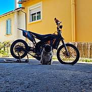 Kayssie participe au concours pour gagner de l'argent avec cette photo : pug, dog, motorcycle, bike, vehicle, yellow_wall, outdoor, sunny, shadow, asphalt, window, building, fence, pet, animal, sitting, daylight, road, handlebars, wheels