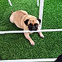 Kayssie participe au concours pour gagner de l'argent avec cette photo : dog, pug, pet, grass, artificial_grass, resting, animal, cute, outdoor, white_metal_bar, floor, fur, paw, snout, ears, expression, looking, head, laying, table_leg