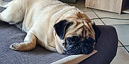 Kayssie participe au concours pour gagner de l'argent avec cette photo : dog, pug, sleeping, couch, cardboard_tube, indoor, floor_tiles, furniture, decor, stuffed_toy, olaf, cozy, pet, animal, brown_fur, black_face, resting, cute, home, relaxing