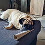dog, pug, sleeping, couch, cardboard_tube, indoor, floor_tiles, furniture, decor, stuffed_toy, olaf, cozy, pet, animal, brown_fur, black_face, resting, cute, home, relaxing