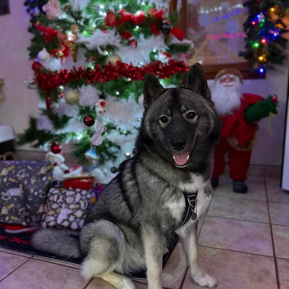 Spike participe au concours pour gagner de l'argent avec cette photo : black_and_gray_fur, celebration, christmas_tree, decorations, dog, festive, green, happy_dog, holiday_decorations, home, indoor, leash, lights, presents, red, santa_figure, sitting, smiling, tiled_floor, white