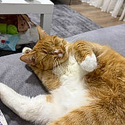 Havuç participe au concours pour gagner de l'argent avec cette photo : cat, close_up, coffee_table, couch, curtain, fur_texture, ginger_cat, home_interior, living_room, mug, orange_tabby, paw, pet, relaxed, rug, sleeping_cat, sofa, upholstery, whiskers, white_fur