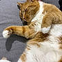 cat, ginger_cat, orange_tabby, pet, sleeping, belly_up, paw, whiskers, fur, indoor, blanket, sofa, cozy, relaxed, closeup, ear, paw_pad, nap, mammal, home