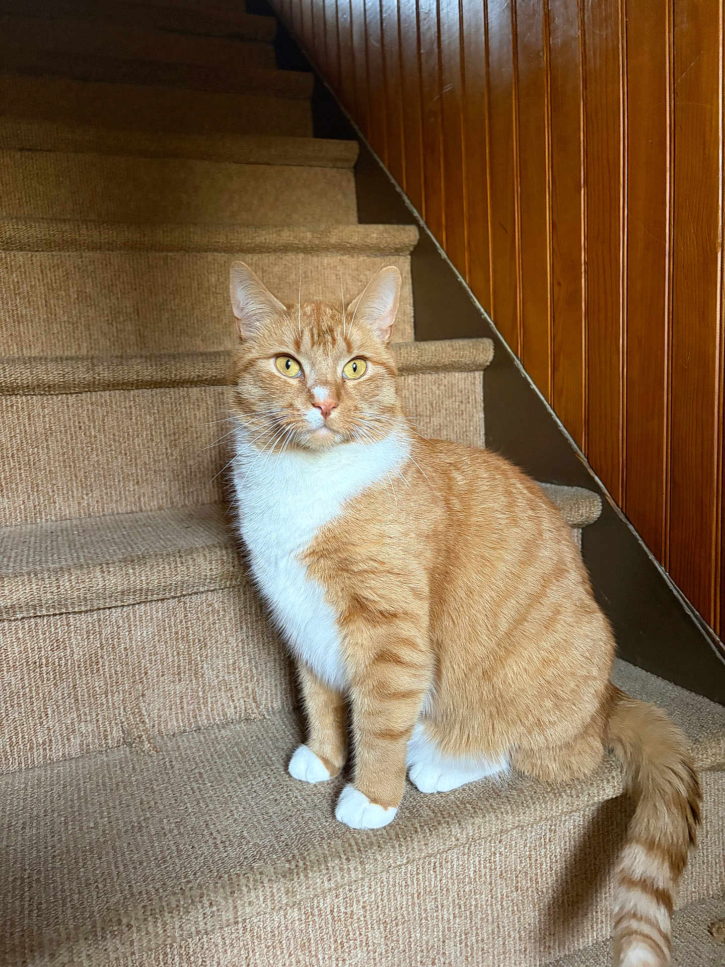 Havuç a rejoint le concours — aidez-le/la à gagner de superbes lots ! cat, orange_tabby, tabby, stairs, carpet, wood_paneling, indoor, pet, feline, sitting, whiskers, paws, tail, white_chest, yellow_eyes, portrait, fur, cozy, curious, home_interior