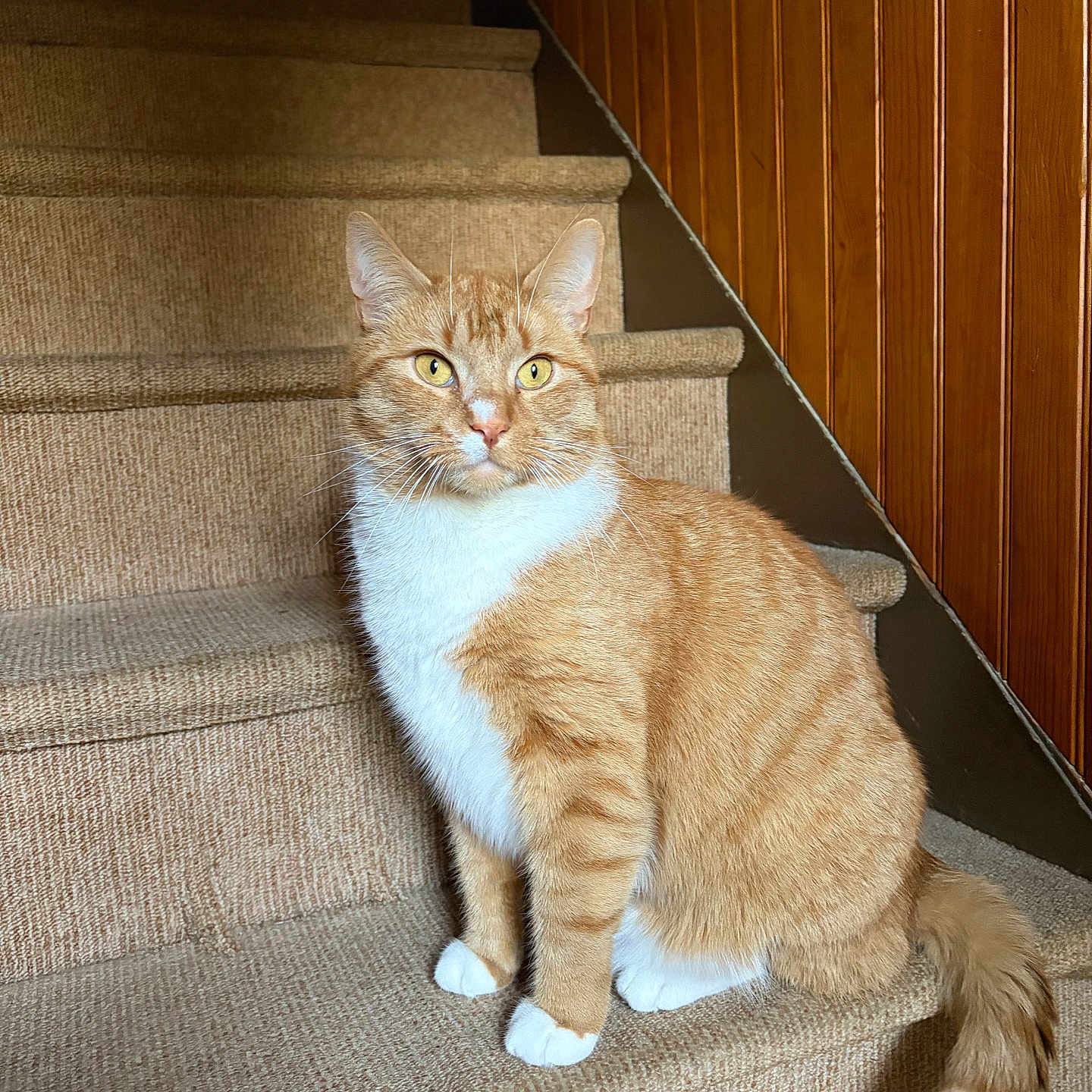 Havuç joined the competition — help win amazing prizes! carpet, cat, cozy, curious, feline, fur, home_interior, indoor, orange_tabby, paws, pet, portrait, sitting, stairs, tabby, tail, whiskers, white_chest, wood_paneling, yellow_eyes