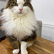 Piksi a rejoint le concours — aidez-le/la à gagner de superbes lots ! cat, long_hair_cat, fluffy_fur, green_eyes, pink_nose, whiskers, paws, wooden_table, bowl, chair, radiator, indoor, portrait, pet, closeup, feline, white_background, calm, seated, fur_texture