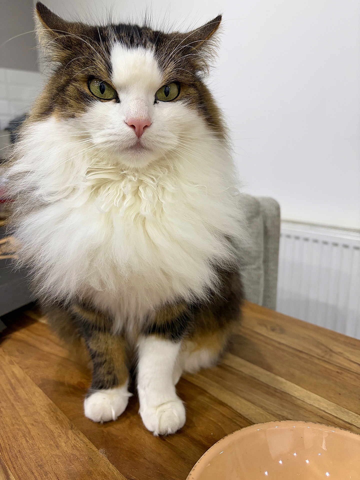 Piksi a rejoint le concours — aidez-le/la à gagner de superbes lots ! cat, long_hair_cat, fluffy_fur, green_eyes, pink_nose, whiskers, paws, wooden_table, bowl, chair, radiator, indoor, portrait, pet, closeup, feline, white_background, calm, seated, fur_texture