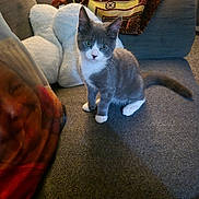 Sox is registered to the contest to win money with this photo: kitten, cat, gray_cat, white_paws, couch, pillow, blanket, indoor, pet, fur, animal, curious, sitting, cozy, soft, home, furniture, cute, whiskers, tail