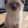 Taiki is registered to the contest to win money with this photo: kitten, cat, siamese, blue_eyes, fur, whiskers, ears, cardboard, box, indoor, pet, cute, small, animal, feline, sitting, curious, close_up, young, adorable