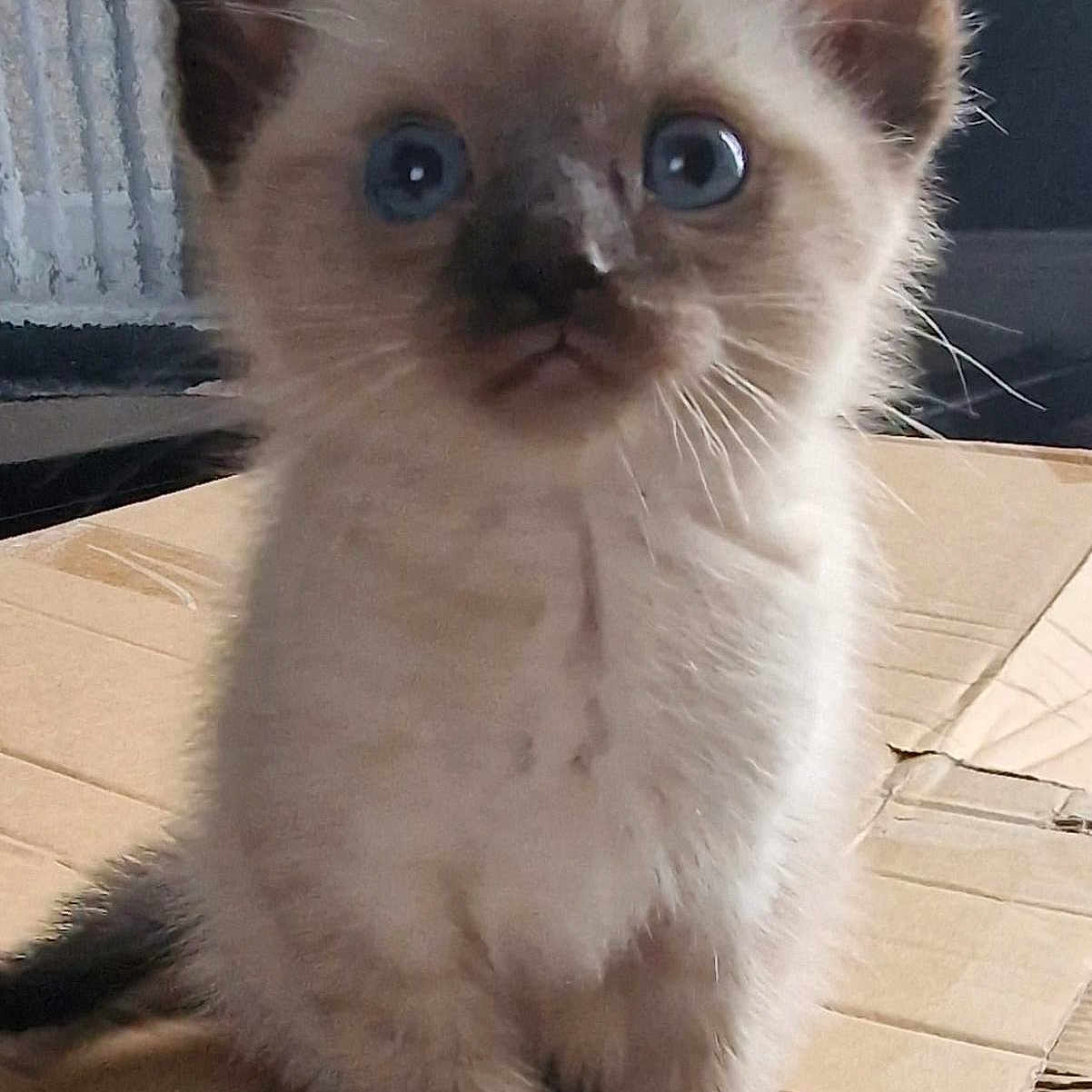 Taiki is registered to the contest to win money with this photo: adorable, animal, blue_eyes, box, cardboard, cat, close_up, curious, cute, ears, feline, fur, indoor, kitten, pet, siamese, sitting, small, whiskers, young