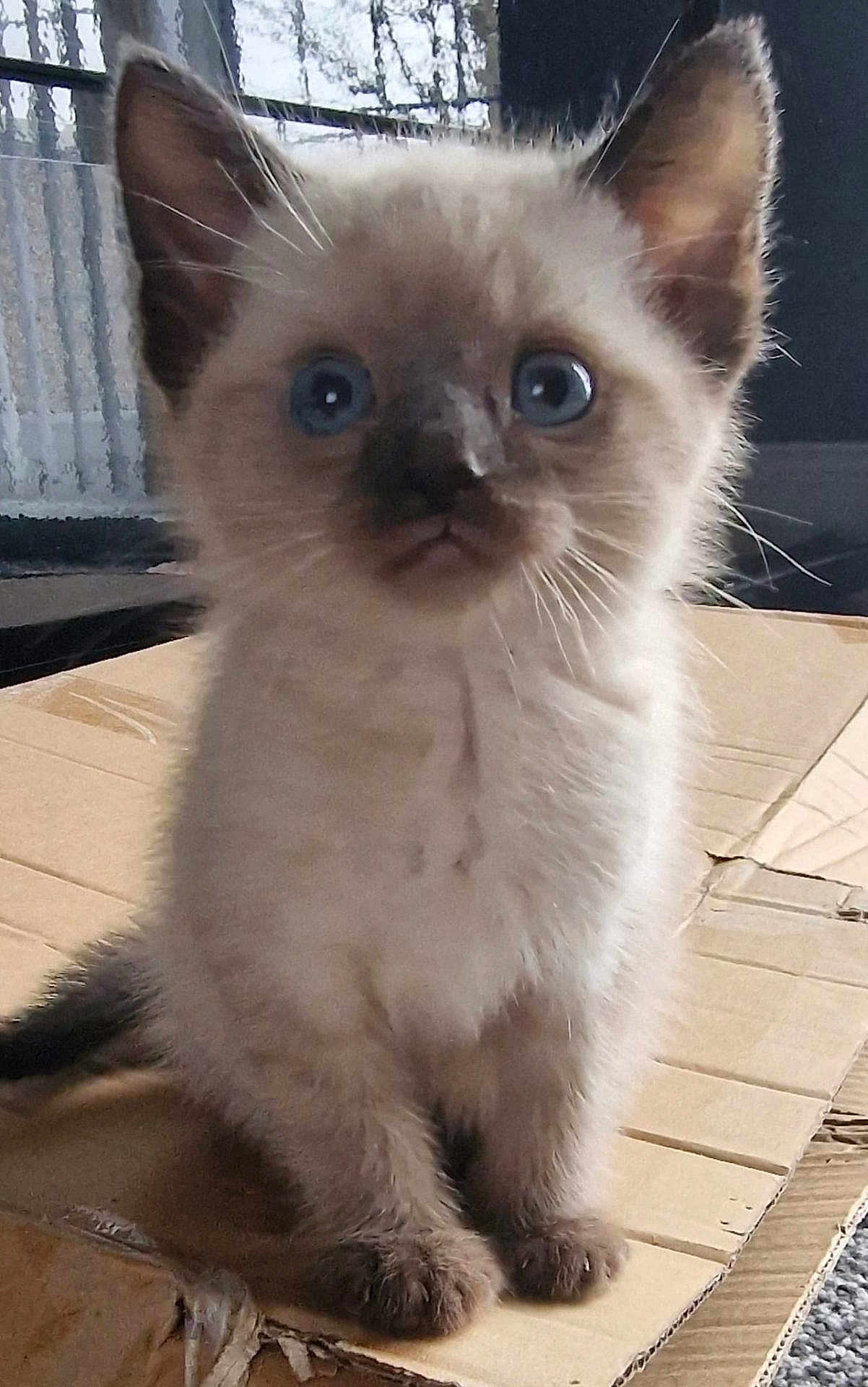 Taiki is registered to the contest to win money with this photo: kitten, cat, siamese, blue_eyes, fur, whiskers, ears, cardboard, box, indoor, pet, cute, small, animal, feline, sitting, curious, close_up, young, adorable