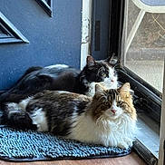 Zoie joined the competition — help win amazing prizes! cats, black_and_white_cat, tabby_cat, longhaired_cat, fluffy, feline, pets, animals, two_cats, sitting, lying_down, doorway, screen_door, welcome_mat, indoor, home, wood_floor, blue_door, natural_light, portrait