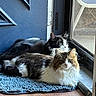 cats, black_and_white_cat, tabby_cat, longhaired_cat, fluffy, feline, pets, animals, two_cats, sitting, lying_down, doorway, screen_door, welcome_mat, indoor, home, wood_floor, blue_door, natural_light, portrait