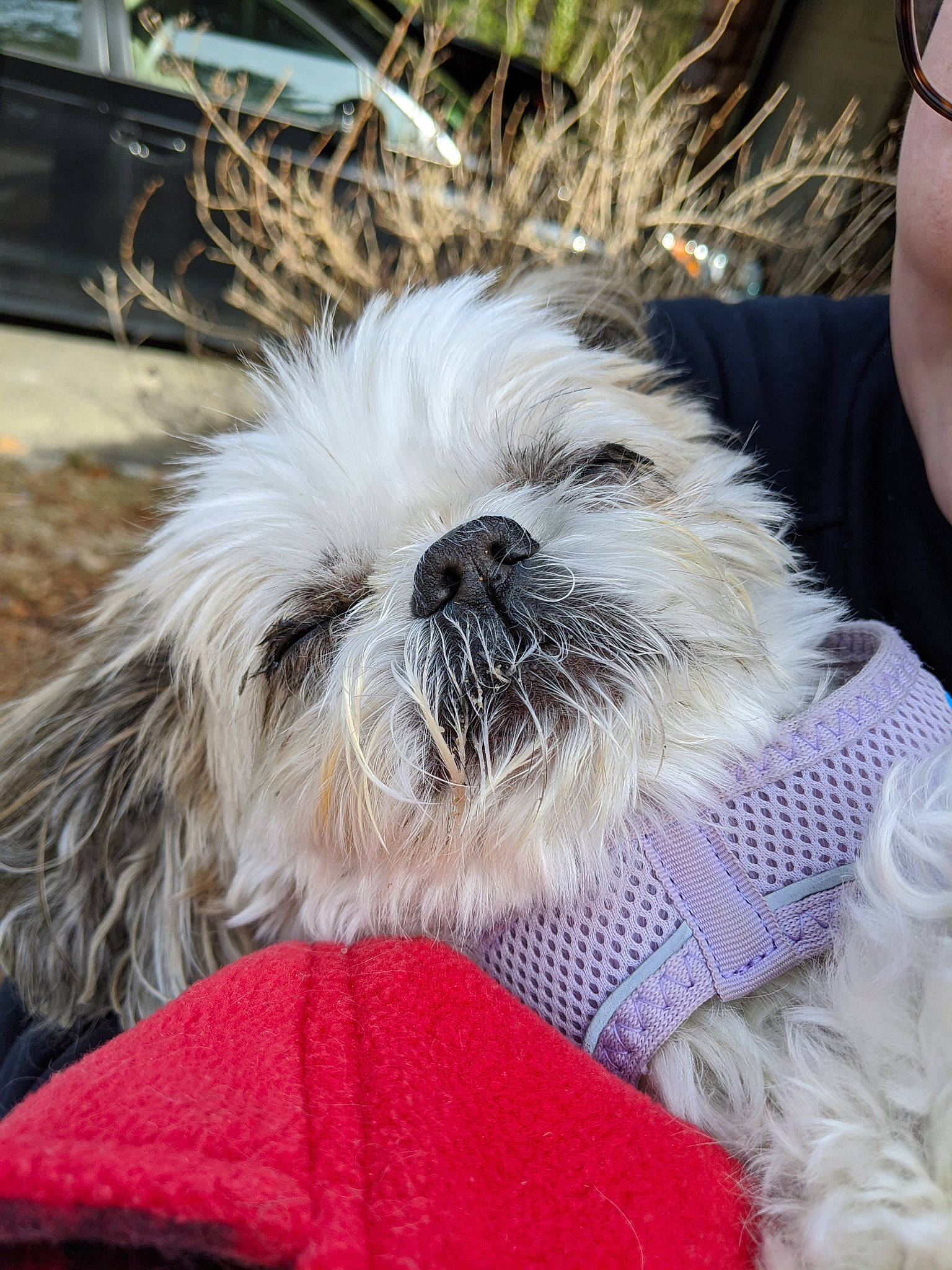 Obi is registered to the contest to win money with this photo: canidae, carnivore, chinese_imperial_dog, companion_dog, dog, dog_breed, fur, lhasa_apso, lowchen, maltepoo, mammal, non_sporting_group, petit_basset_griffon_vendeen, puppy, rare_breed_dog, shih_tzu, snout, sporting_group, toy_dog, vertebrate