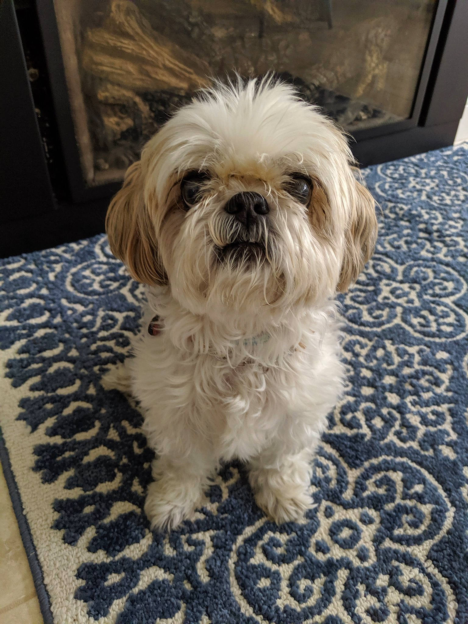 Obi joined the competition — help win amazing prizes! canidae, carnivore, chinese_imperial_dog, companion_dog, dog, dog_breed, lhasa_apso, lowchen, maltepoo, mammal, morkie, non_sporting_group, pekapoo, puppy, rare_breed_dog, shih_tzu, snout, sporting_group, toy_dog, vertebrate