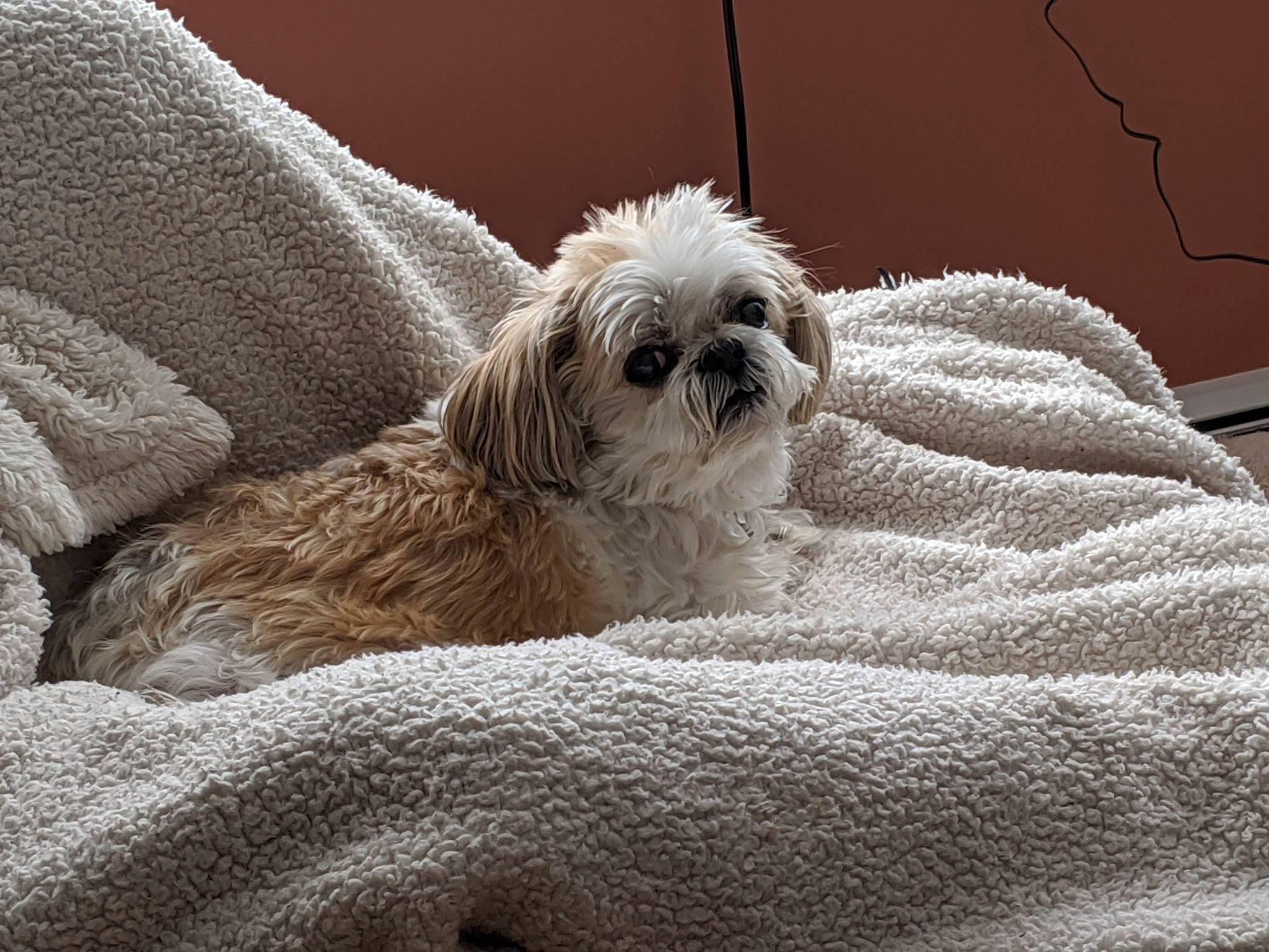 Obi joined the competition — help win amazing prizes! canidae, carnivore, cavachon, cavapoo, chinese_imperial_dog, cockapoo, companion_dog, dog, dog_breed, fur, lhasa_apso, maltepoo, maltese, mammal, poodle_crossbreed, puppy, shih_poo, shih_tzu, snout, vertebrate