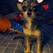 Cali May joined the competition — help win amazing prizes! animal, bed, blurred_background, checkered_bedspread, cozy, cute, dog, ears_filter, furry, heart_filter, hearts, indoor, night, person_in_background, pet, portrait, sitting, small_dog, snack_bag, soft_light