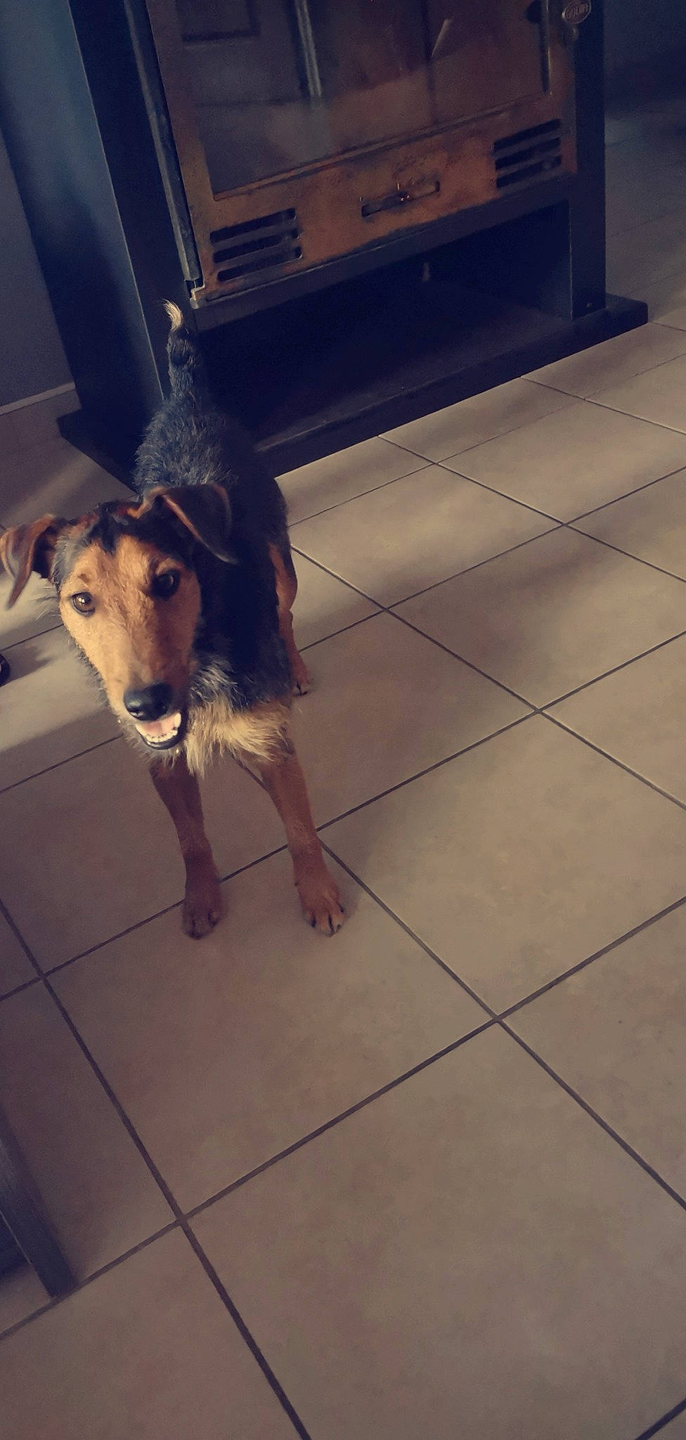 Packo participe au concours pour gagner de l'argent avec cette photo : canidae, carnivore, companion_dog, dog, dog_breed, fawn, floor, flooring, lurcher, snout, street_dog, tile