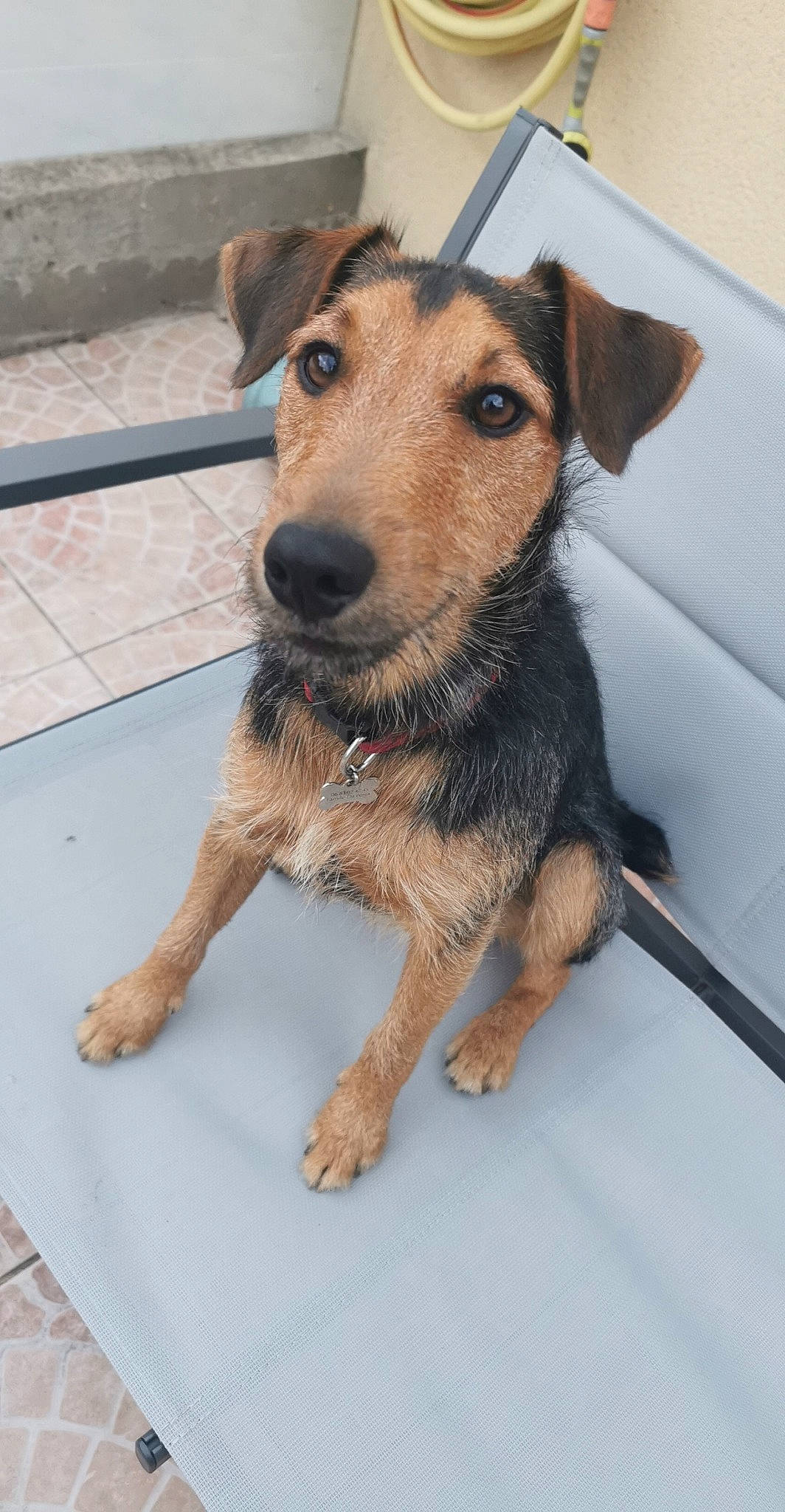 Packo participe au concours pour gagner de l'argent avec cette photo : airedale_terrier, black_and_tan_terrier, canidae, carnivore, companion_dog, dog, dog_breed, fawn, jagdterrier, mammal, patterdale_terrier, potcake_dog, rare_breed_dog, snout, street_dog, terrier, vertebrate, whiskers, working_terrier