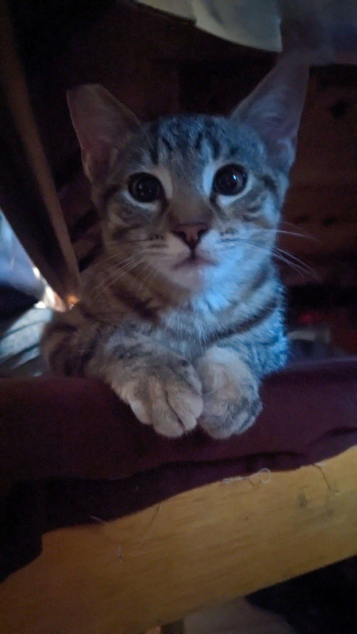 Little Mamas joined the competition — help win amazing prizes! carnivore, cat, claw, darkness, domestic_short_haired_cat, eye, fawn, felidae, fur, paw, sitting, small_to_medium_sized_cats, snout, tail, whiskers, window, wood