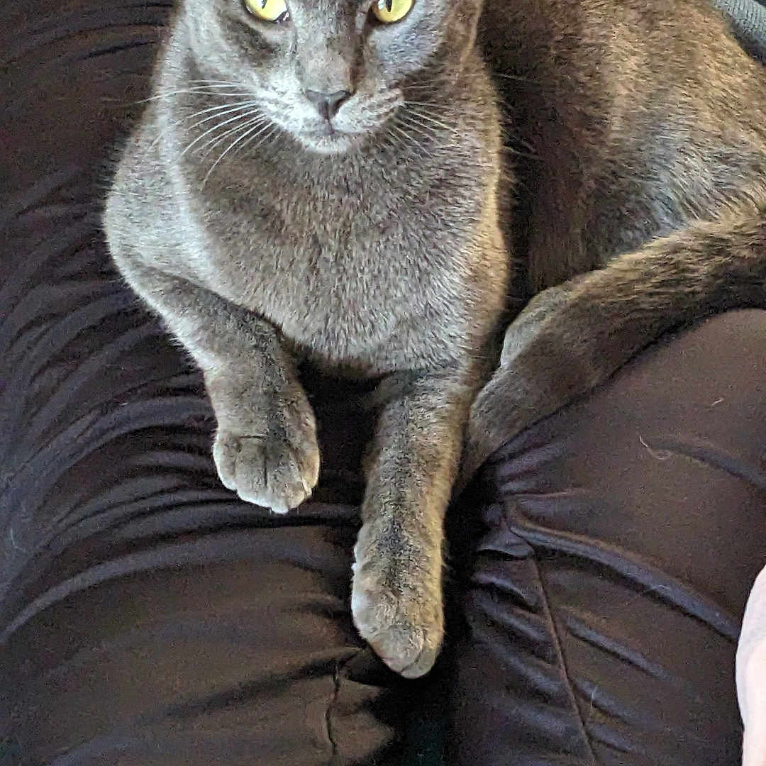 Bolita joined the competition — help win amazing prizes! abyssinian, adult, animal, armchair, blanket, cat, chair, couch, cushion, furniture, homedecor, kitten, linen, male, man, manx, person, pet, siamese, sleeping