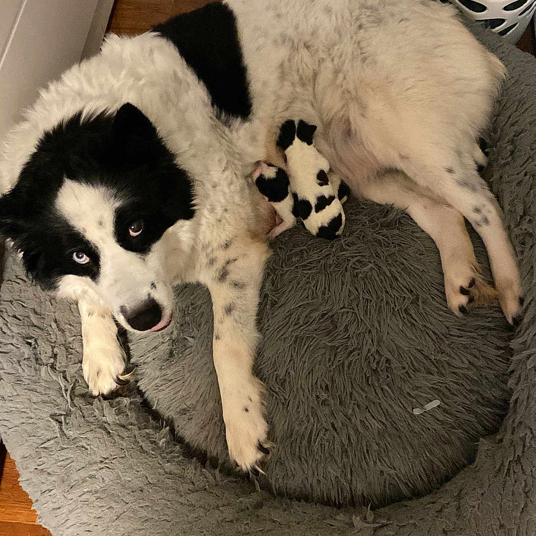 Willow joined the competition — help win amazing prizes! animal, black_and_white, comfort, cute, dog, domestic, fluffy, fur, home, indoor, laundry_basket, mammal, mother_dog, newborn, nursing, pet_bed, puppies, resting, sleeping, wooden_floor