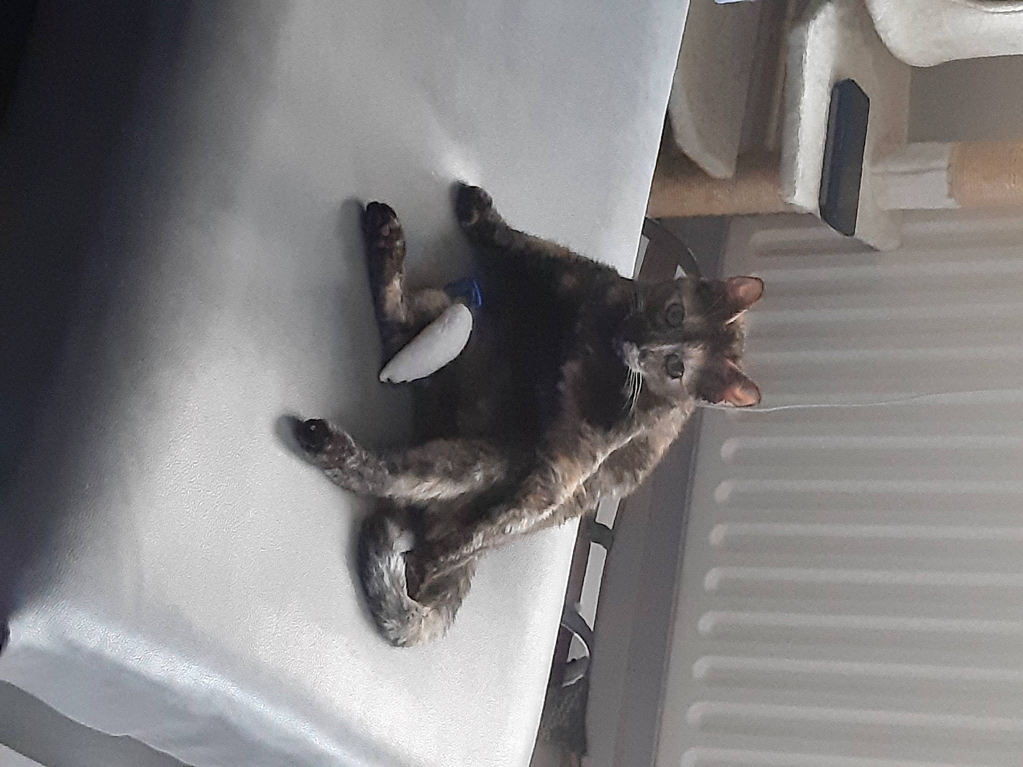 Pupuce a rejoint le concours — aidez-le/la à gagner de superbes lots ! canidae, carnivore, cat, comfort, dog_breed, domestic_short_haired_cat, felidae, flooring, fur, gesture, hardwood, metal, room, shadow, small_to_medium_sized_cats, sporting_group, tail, whiskers, wing, wood