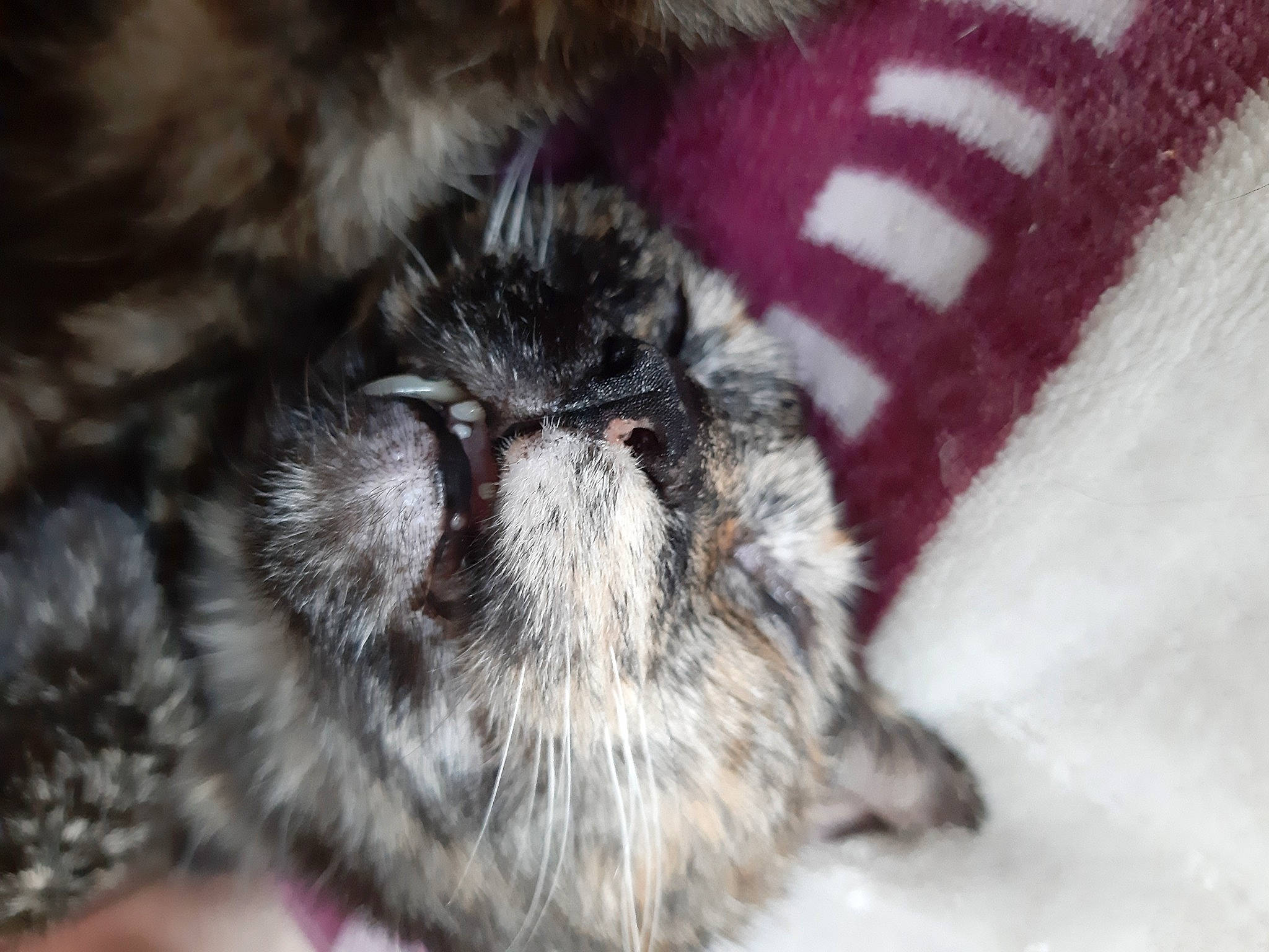 Pupuce a rejoint le concours — aidez-le/la à gagner de superbes lots ! arthropod, carnivore, cat, claw, comfort, dog_breed, felidae, fur, liver, macro_photography, paw, small_to_medium_sized_cats, sporting_group, tail, terrestrial_animal, whiskers, wildlife