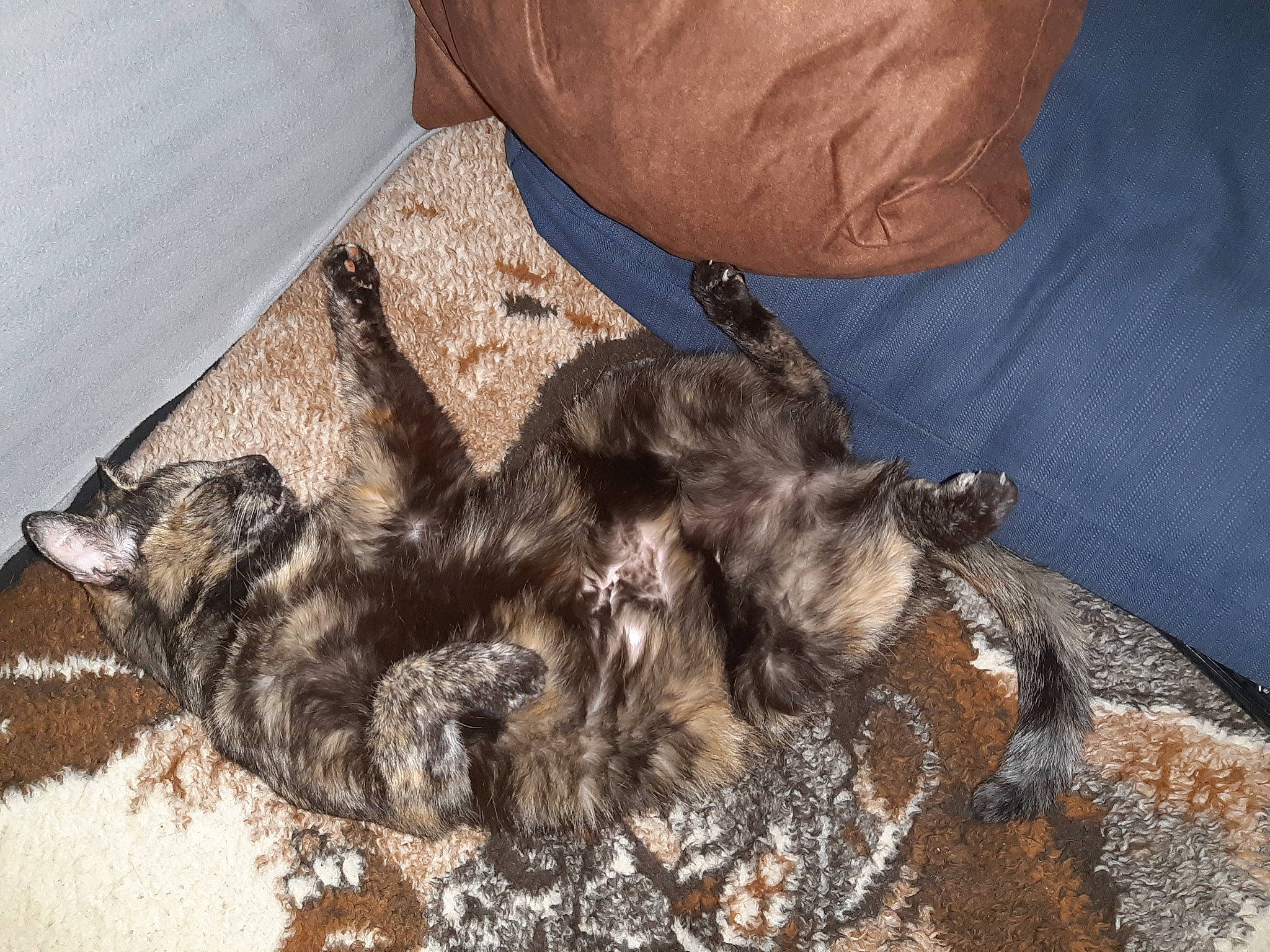 Pupuce participe au concours pour gagner de l'argent avec cette photo : canidae, carnivore, claw, comfort, companion_dog, dog, dog_breed, fawn, felidae, fur, liver, nap, paw, small_to_medium_sized_cats, soil, sporting_group, tail, terrestrial_animal, vertebrate, whiskers