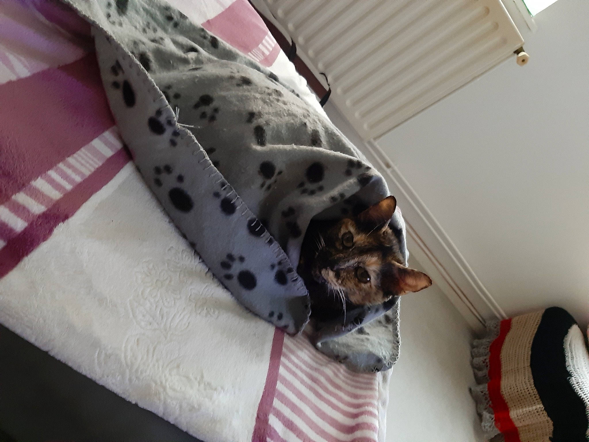 Pupuce participe au concours pour gagner de l'argent avec cette photo : canidae, carnivore, collar, comfort, companion_dog, couch, dalmatian, dog, dog_breed, dog_supply, fawn, linens, pattern, pet_supply, room, sleeve, snout, sporting_group, terrestrial_animal, working_animal