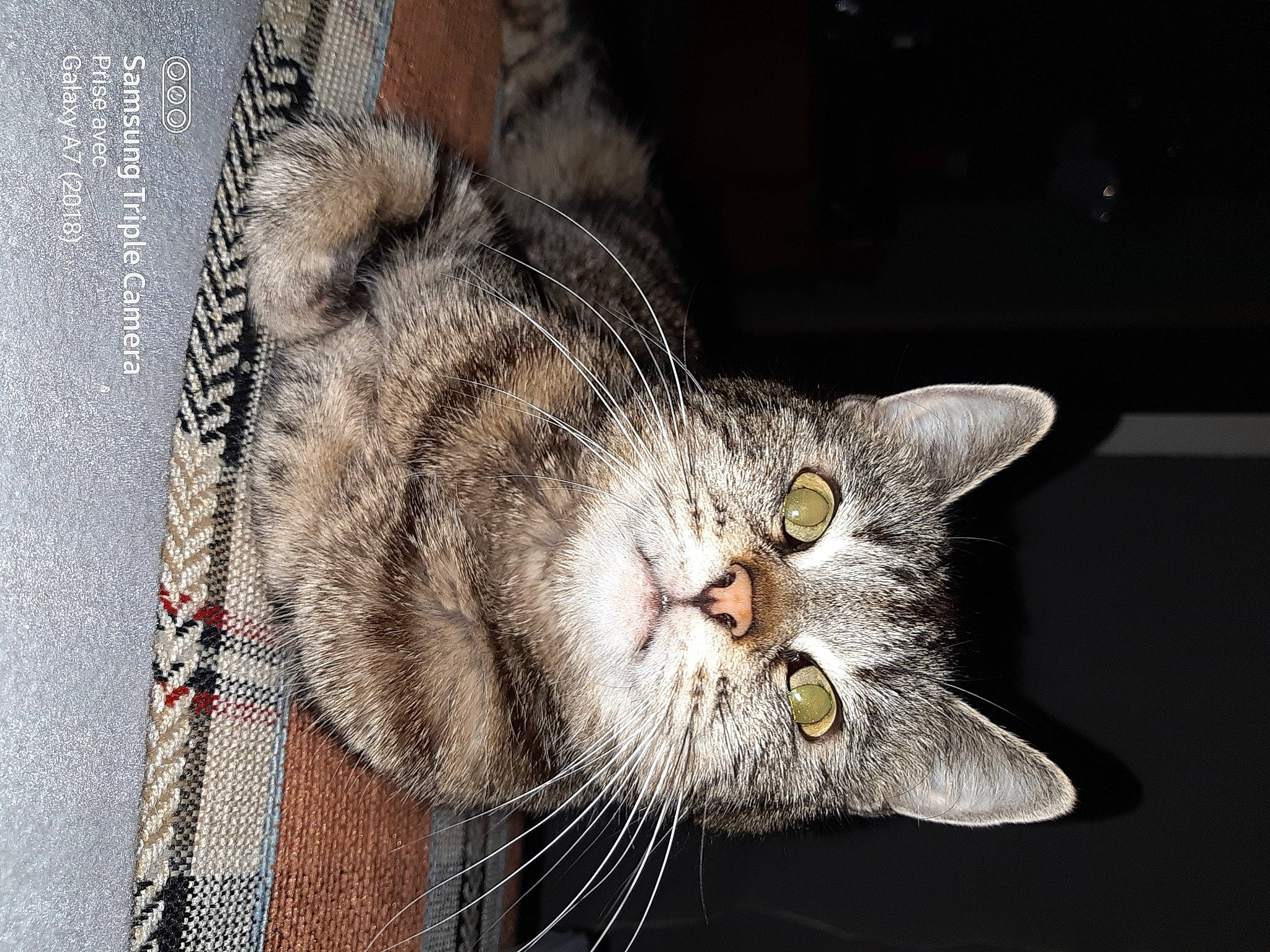 Jade participe au concours pour gagner de l'argent avec cette photo : carnivore, cat, claw, domestic_short_haired_cat, felidae, fur, paw, photo_caption, small_to_medium_sized_cats, snout, tail, whiskers, wildlife, window