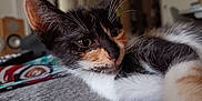 Bélla participe au concours pour gagner de l'argent avec cette photo : cat, kitten, calico, close_up, indoor, pet, fur, whiskers, relaxed, soft_surface, animal, cute, young, face, ears, lying_down, domestic, mammal, feline, portrait