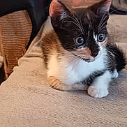 Bélla participe au concours pour gagner de l'argent avec cette photo : kitten, calico, cat, pet, animal, feline, cute, young, whiskers, ears, eyes, paws, indoor, soft, blanket, cushion, toy, teddy_bear, resting, curious