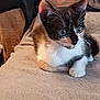 kitten, calico, cat, pet, animal, feline, cute, young, whiskers, ears, eyes, paws, indoor, soft, blanket, cushion, toy, teddy_bear, resting, curious