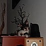 cat, calico, kitten, indoor, furniture, speaker, plush_toy, decorative_branch, flower_decoration, wooden_cabinet, curious, pet, animal, wall, relaxing, cozy, ears, whiskers, home, domestic