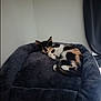 cat, kitten, calico, pet_bed, feline, indoor, resting, curled_up, cozy, fur, animal, cute, small, corner, soft, domestic_cat, sleepy, relaxed, black, white