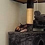 kitten, cat, sleeping, cat_tree, furniture, indoor, pet, animal, cozy, resting, paw, toy, gray, fuzzy, corner, quiet, cute, small, domestic, young