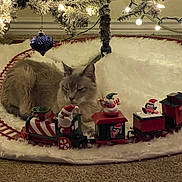 Maeby is registered to the contest to win money with this photo: cat, christmas_tree, christmas_lights, ornament, train, toy_train, holiday_decor, carpet, fluffy_rug, indoor, festive, decorations, animal, pet, relaxed, winter, celebration, christmas, feline, cute