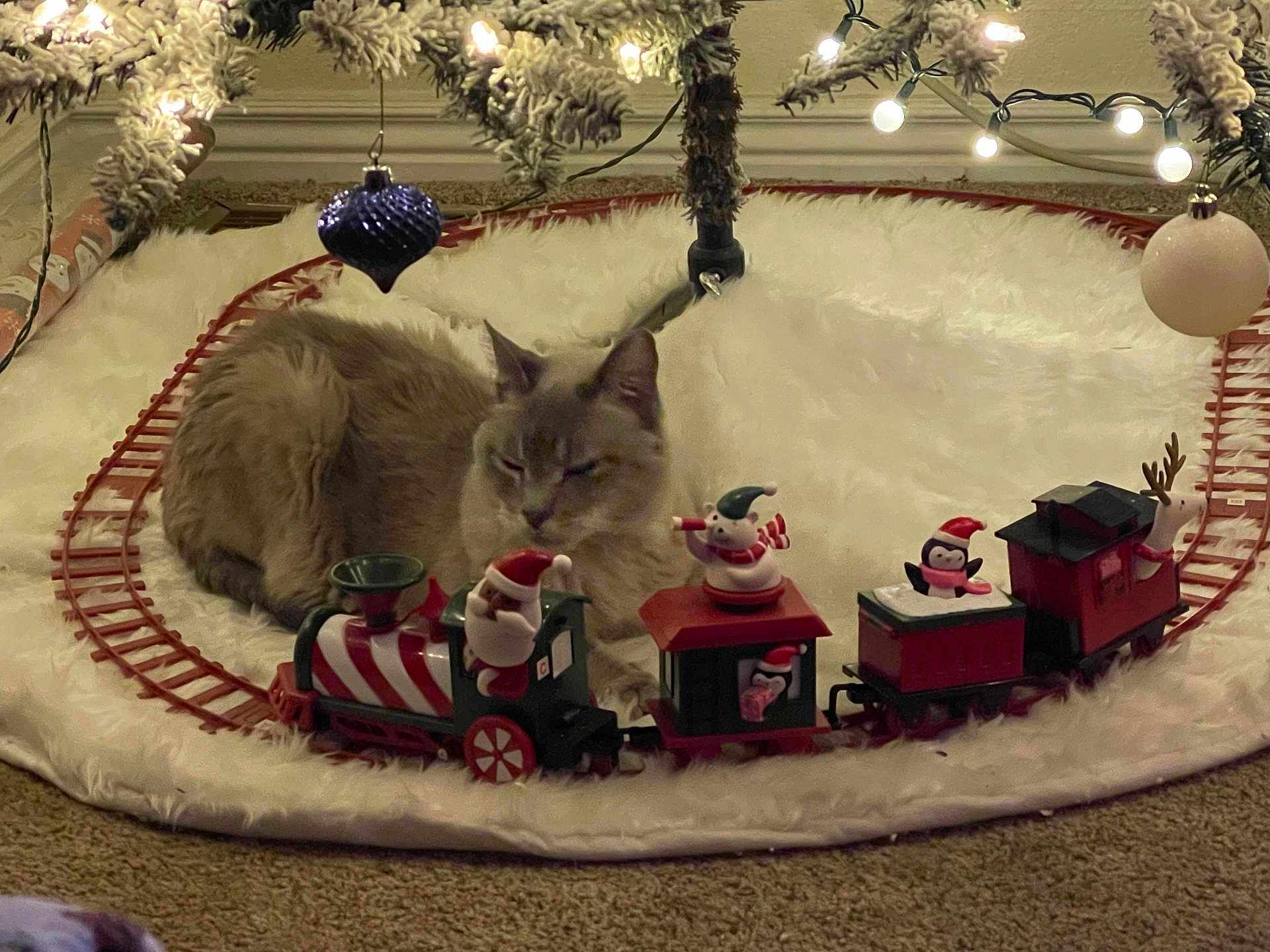 Maeby is registered to the contest to win money with this photo: cat, christmas_tree, christmas_lights, ornament, train, toy_train, holiday_decor, carpet, fluffy_rug, indoor, festive, decorations, animal, pet, relaxed, winter, celebration, christmas, feline, cute