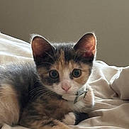 Kizzy is registered to the contest to win money with this photo: kitten, calico, cat, pet, animal, fur, whiskers, ears, paws, bed, blanket, indoor, cute, young, domestic, feline, resting, soft, collar, curious