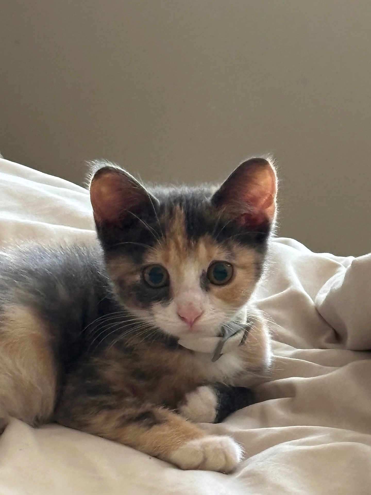 Kizzy is registered to the contest to win money with this photo: kitten, calico, cat, pet, animal, fur, whiskers, ears, paws, bed, blanket, indoor, cute, young, domestic, feline, resting, soft, collar, curious
