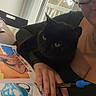 black_cat, cat, feline, pet, animal, indoor, home, table, coloring, artwork, colored_pencils, human, person, glasses, hand, long_nails, window, sunlight, sitting, portrait