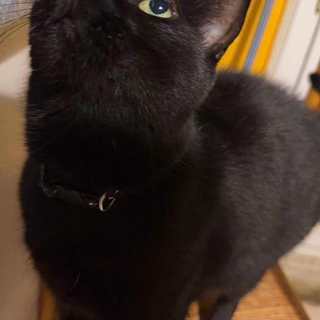 Loki