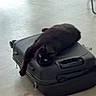 Loki participe au concours pour gagner de l'argent avec cette photo : black_cat, cat, suitcase, luggage, indoor, tile_floor, relaxed, lying_down, paw, green_eyes, pet, animal, travel, notebook, pink_object, home, room, portrait, furniture, funny