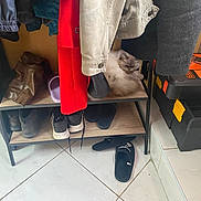 Jeen participe au concours pour gagner de l'argent avec cette photo : boots, casual, cat, clothing, coat, corner, fluffy, furniture, home, indoor, jacket, pet, resting, shelf, shoe_rack, shoes, slippers, storage, tile_floor, toolbox