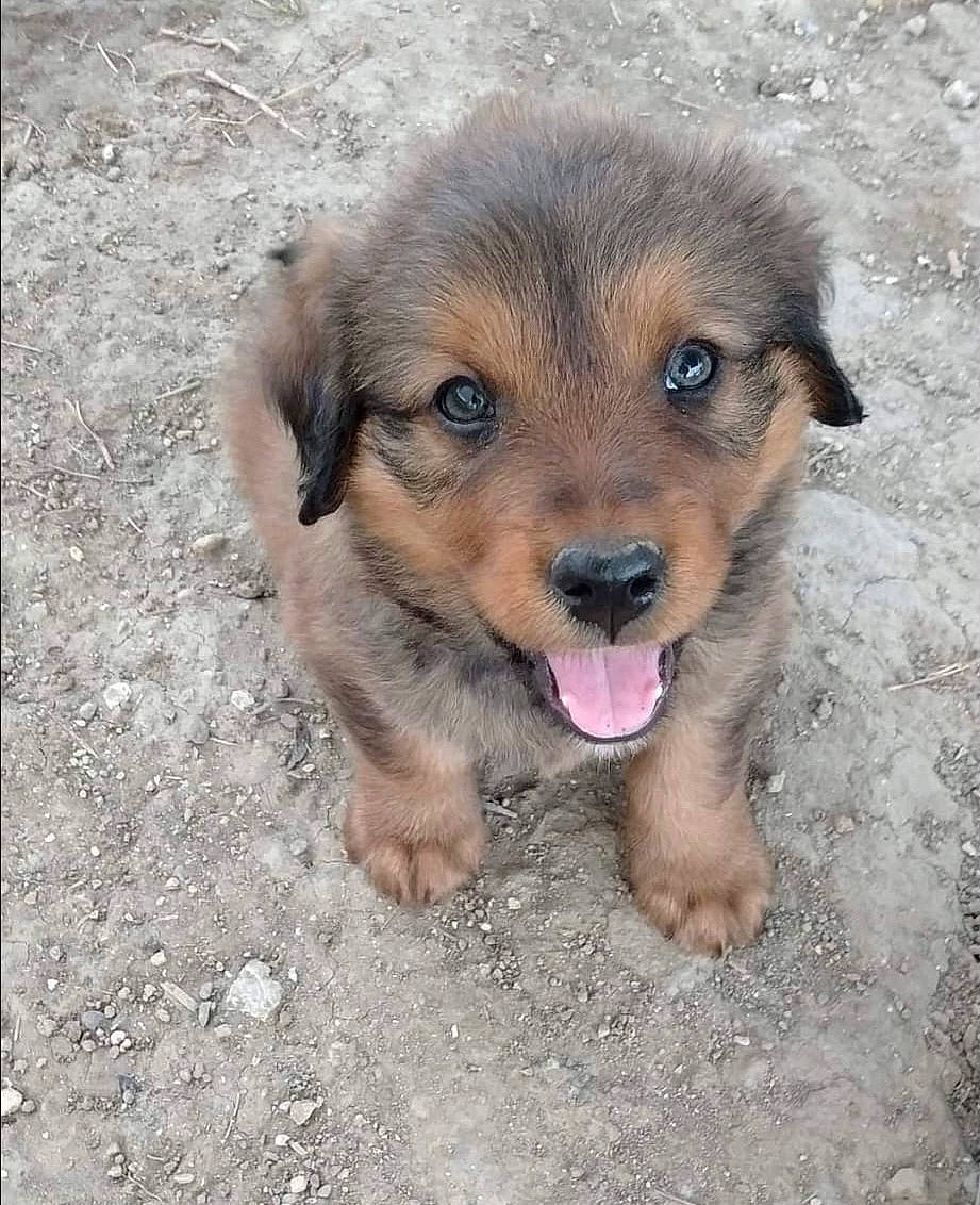 Naos a rejoint le concours — aidez-le/la à gagner de superbes lots ! canidae, carnivore, clock, companion_dog, dog, dog_breed, eye, fawn, fur, paw, plant, puppy, snout, soil, sporting_group, street_dog, terrestrial_animal, whiskers, wildlife, working_dog